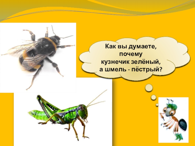 Кто такие насекомые 1 класс окружающий мир. Почему кузнечик зеленый а Шмель пестрый. Почему Шмель пестрый. Шмель и кузнечик в окружающем мире 1 класс. Почему кузнечик зеленый.