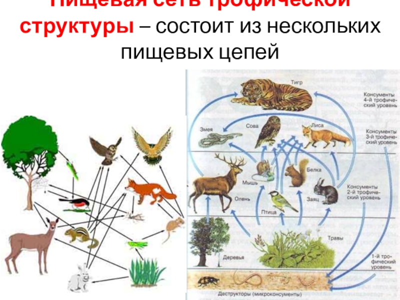 Презентация 9 класс состав и структура сообщества 9 класс