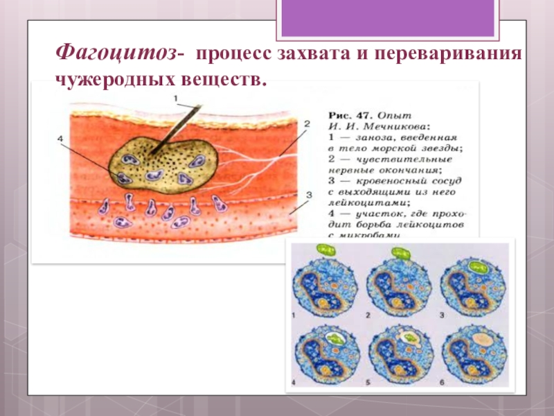 Рассмотрите схему воспалительного процесса