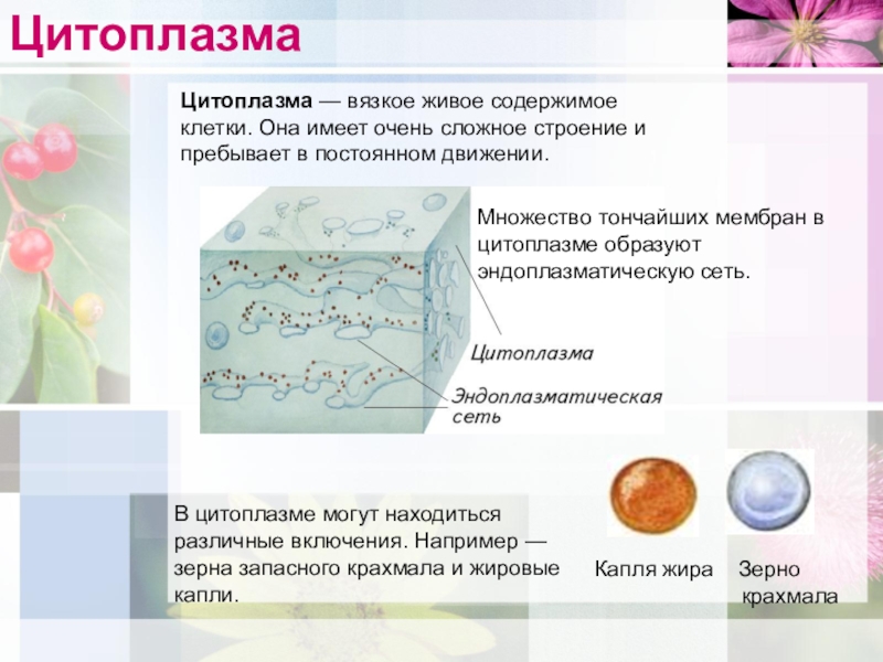 Цитоплазма информация. Строение цитоплазмы. Цитоплазма вязкое живое содержимое. Структура цитоплазмы клетки. Вязкое содержимое клетки.