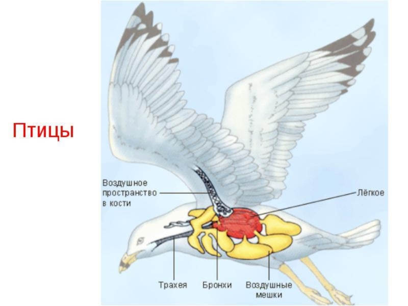 Схема дыхательной системы птицы биология 7 класс
