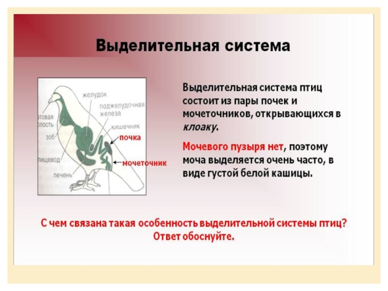 Класс птицы выделительная система. Строение выделительной системы птиц. Особенности выделительной системы птиц. Эволюция выделительной системы у птиц.