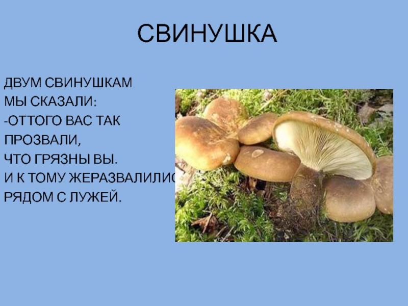 Свинушки грибы фото съедобные и несъедобные как выглядят