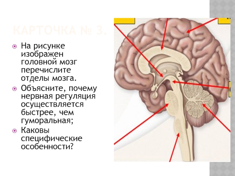 Презентация по биологии 8 класс головной мозг