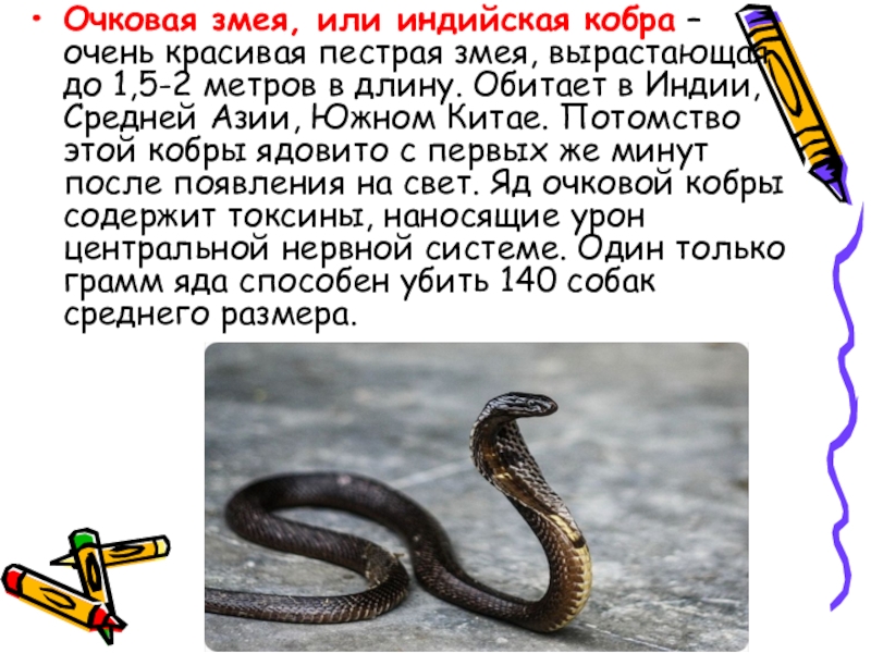 Сообщение про змею