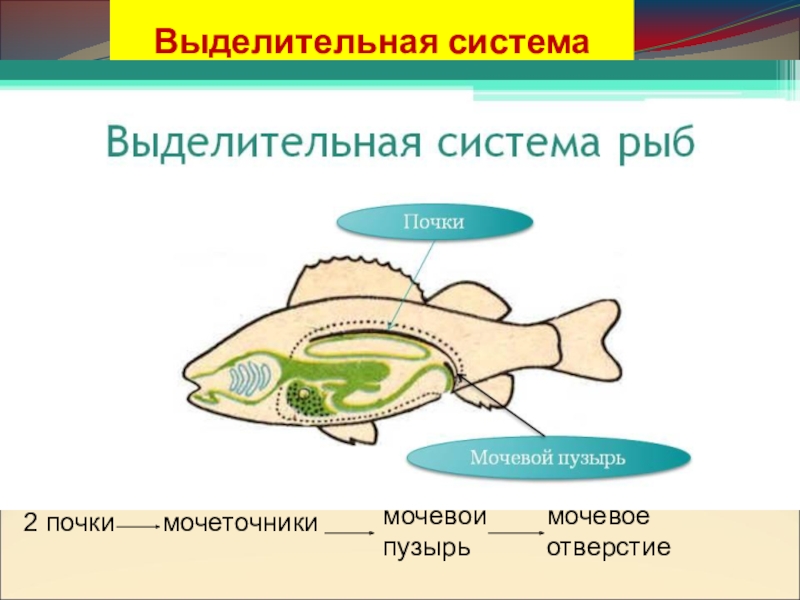 Класс рыбы внутреннее строение презентация 7 класс