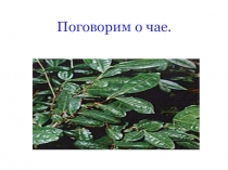 Классный час Поговорим о чае
