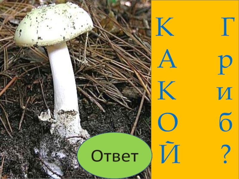 Грибы 6 класс. Гриб 6 букв. Название грибы 6 букв. Гриб 6 букв 2 ц.