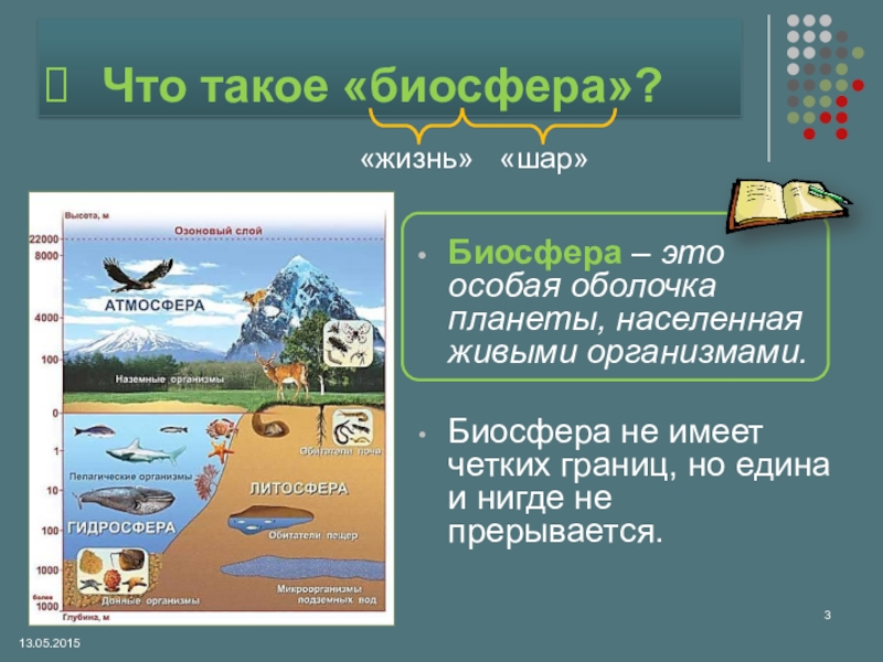 Презентация растительный и животный мир земли презентация 7 класс полярная звезда