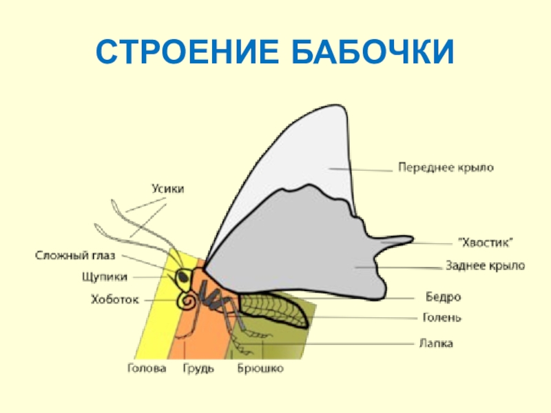 Бабочки строение фото