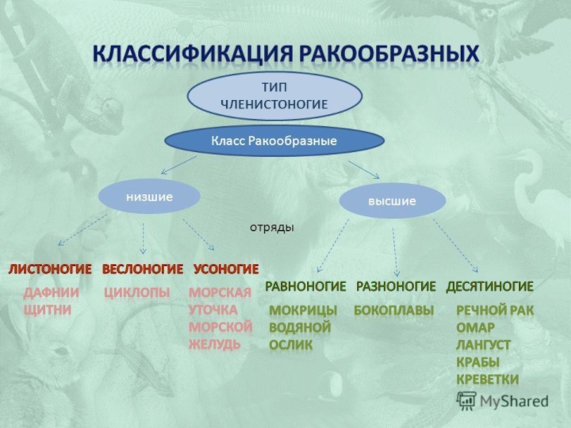 Проект на тему членистоногие