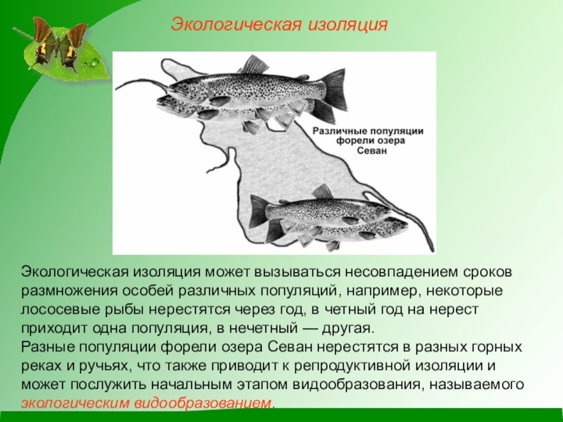 Изоляция в биологии картинки