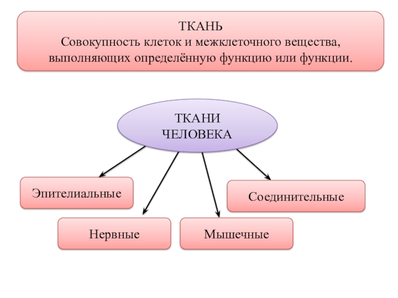 ТКАНЬСовокупность клеток и межклеточного вещества, выполняющих определённую функцию или функции.НервныеЭпителиальныеМышечныеТКАНИ ЧЕЛОВЕКАСоединительные