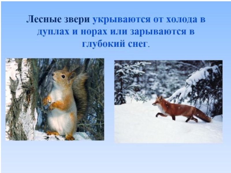 Перед наступлением зимы некоторые животные. Приспособление животных к зиме. Приспособление животных зимой. Как спасаются звери зимой. Зимние звери литературе чтение.