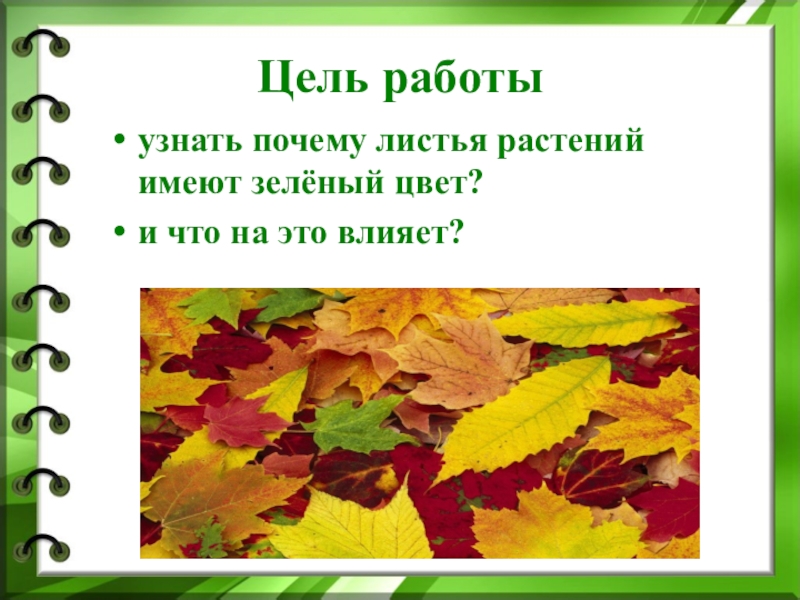 От чего изменяется окраска листьев. Почему листья растений имеют зеленый цвет. Почему листья зеленые исследовательская работа. Почему листья на деревьях зеленые. Окраска листьев в зеленый.