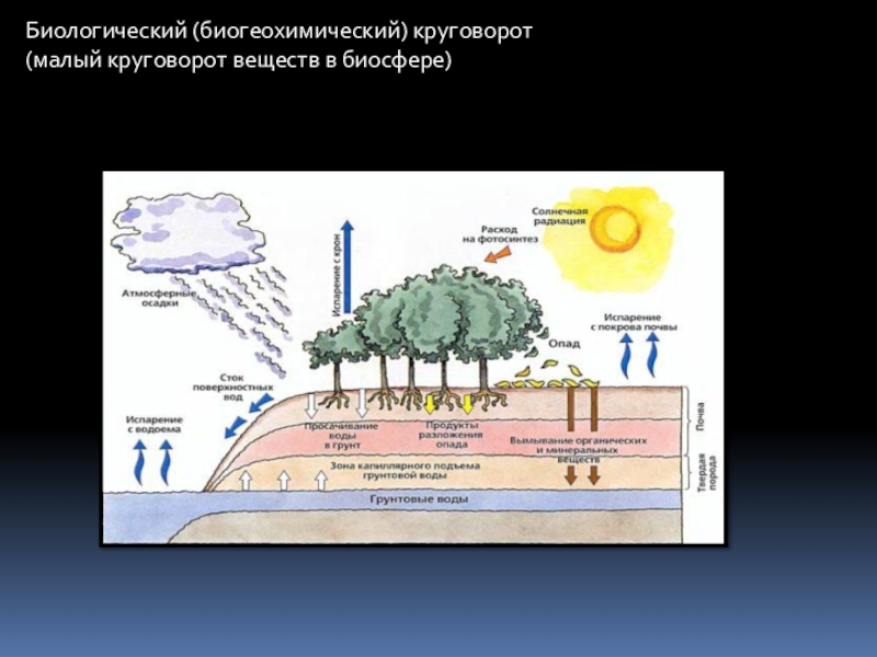 Как происходит круговорот веществ в биосфере география. Малый круговорот веществ в биосфере (биогеохимический). Малый биогеохимический круговорот веществ. Биогеохимические циклы веществ. Малые круговороты. Биологический круговорот.