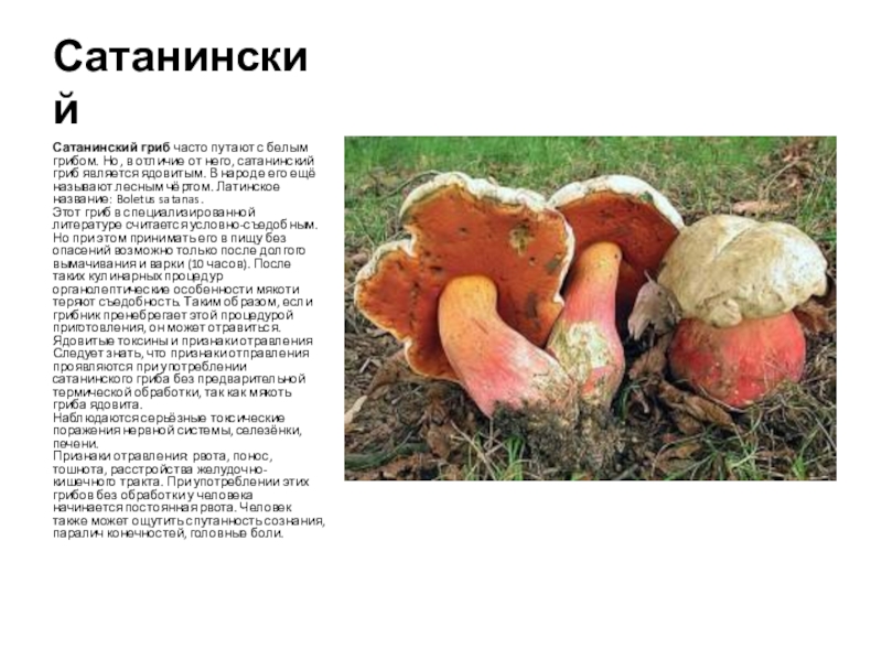 СатанинскийСатанинский гриб часто путают с белым грибом. Но, в отличие от него, сатанинский гриб является ядовитым. В народе его ещё