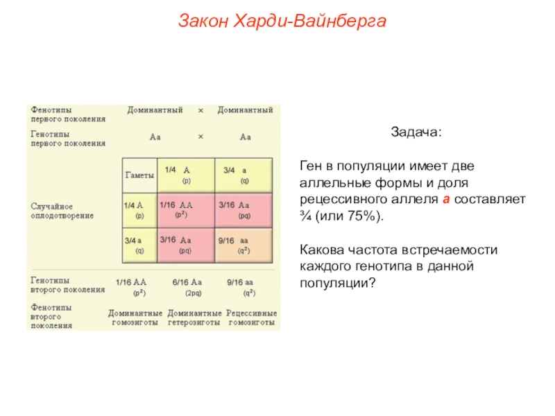 Егэ биология задачи харди вайнберга