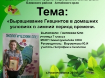 Выращивание Гиацинтов в домашних условиях в зимний период времени.