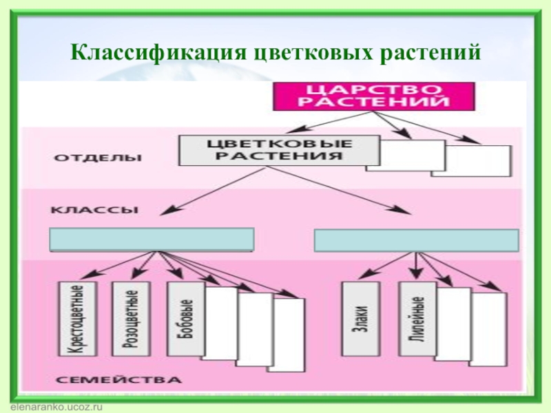 Классификация 6 класс. Классификация цветковых растений. Классификация растений цветковые растения. Систематика цветковых растений. Классификация цветковых схема.