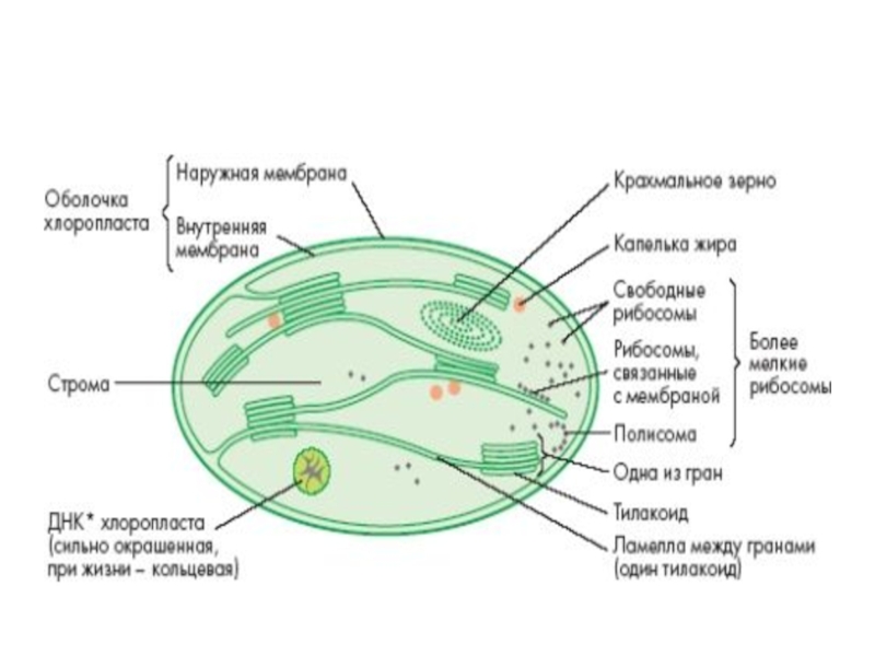 Пластиды прокариот. Строение цианобактерии тилакоиды. Строение хлоропласта цианобактерий. Цианобактерия строение. Цианобактерии хлоропласты.