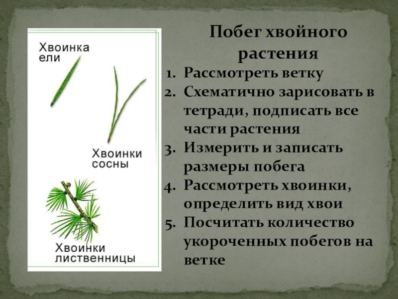 Каждой травинке хвоинке. Части побега побега хвойного растения. Побег хвойного растения. Побег с хвоинками. Укороченный побег сосны с хвоинками 5 класс.