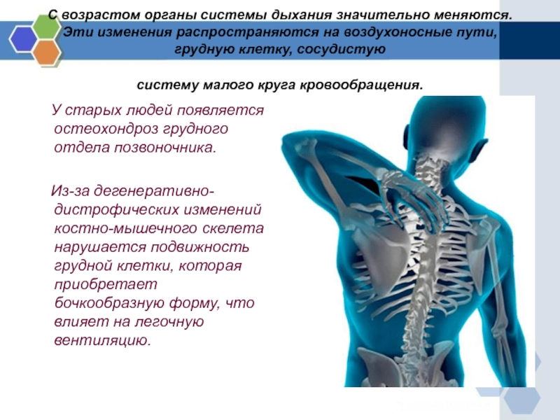 Грудной остеохондроз тяжело. Возрастные изменения органов дыхания. Изменения дыхательной системы в старческом возрасте. Изменение дыхательной системы с возрастом. Дыхательная система возрастные изменения в пожилом человека.