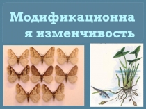 Презентация по биологии Модификационная изменчивость