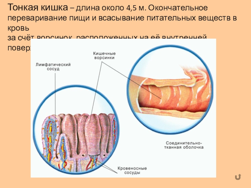 Всасывание питательных веществ в кровь 8 класс презентация пасечник