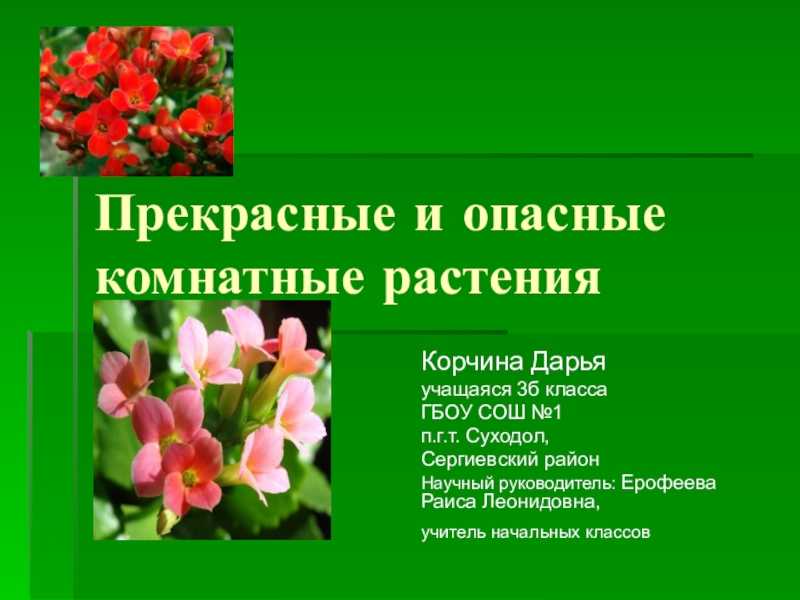 Проект по биологии 7 класс на тему смертельно опасные цветы