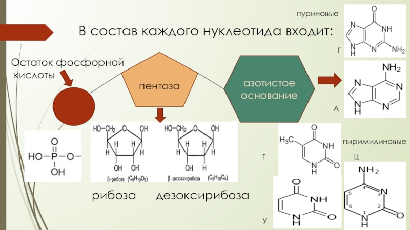 Рибоза мономер. Строение нуклеотида азотистое основание. Азотистые основания нуклеотидов нуклеиновых кислот. Структура нуклеотида пентоза. Схема азотистых оснований в ДНК.