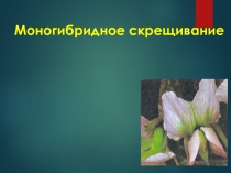 Презентация по биологии для 9 класса по теме Моногибридное скрещиваниер