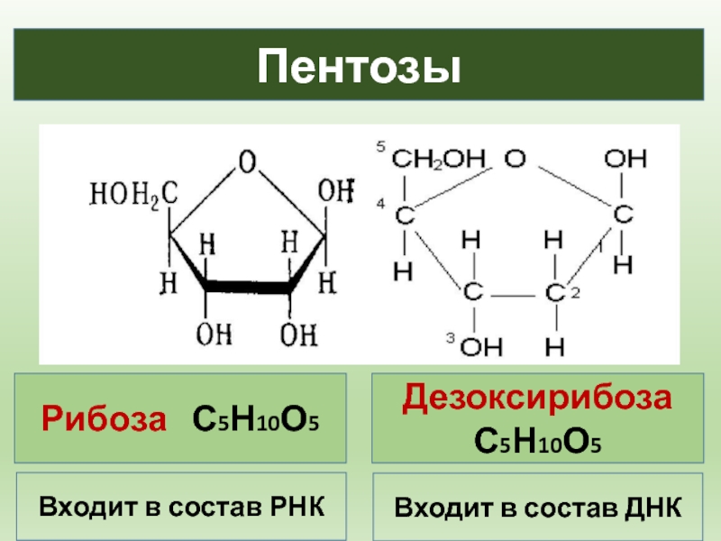 Рибоза и дезоксирибоза схема