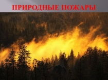 Природные пожары. Виды и способы тушения