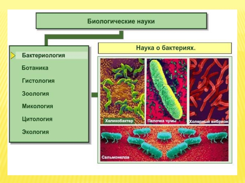 Биологией называется наука. Бактериология это наука о бактериях. Наука изучающая микробы. Бактериология бактерии. Бактериология это наука изучающая.