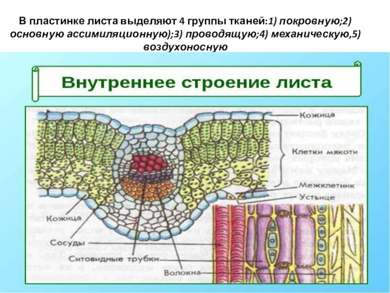 Основная ткань листьев. Строение среза листовой пластинки. Лист камелии губчатая ткань. Внутреннее строение губчатой ткани. Столбчатая ткань изображение клетки ткани.