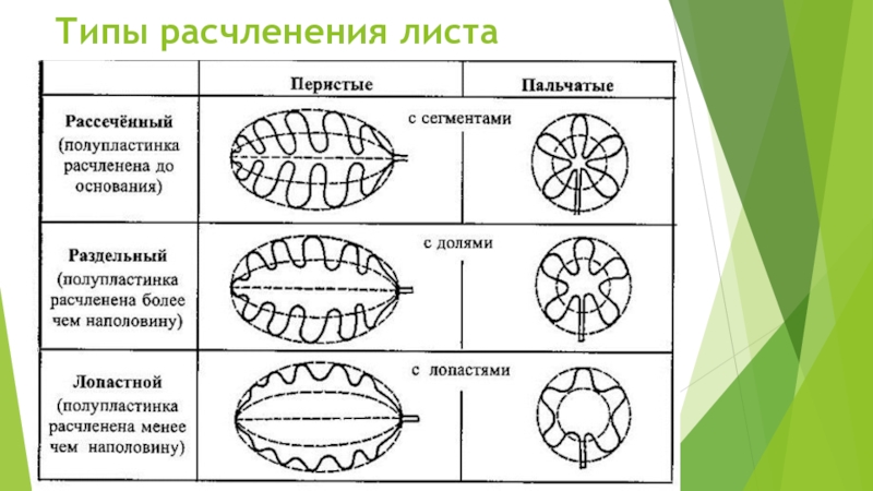 Типы листов строения