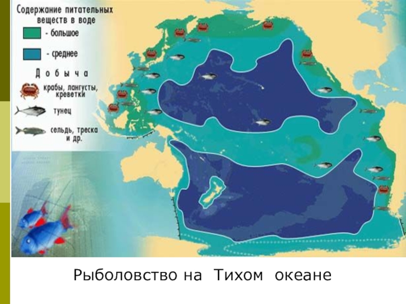 Районы океана. Места рыбной ловли в Атлантическом океане. Районы рыболовства в индийском океане. Районы рыболовства в тихом океане. Зоны рыболовства в тихом океане на карте.