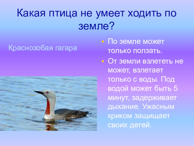 Не умеющий ходить. Какая птица не умеет ходить. Какие птицы не ходят по земле. Какие птицы не умеют ходить по земле. Птичка которая не умеет ходить.