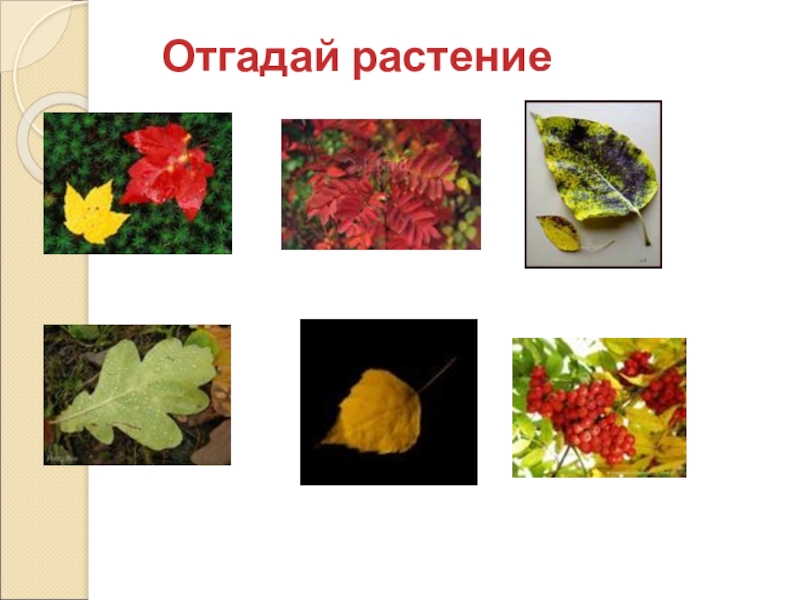 Угадать растение по фото онлайн