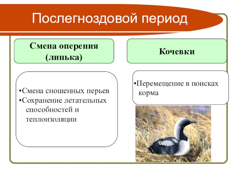 Годовой жизненный цикл и сезонные явления в жизни птиц презентация