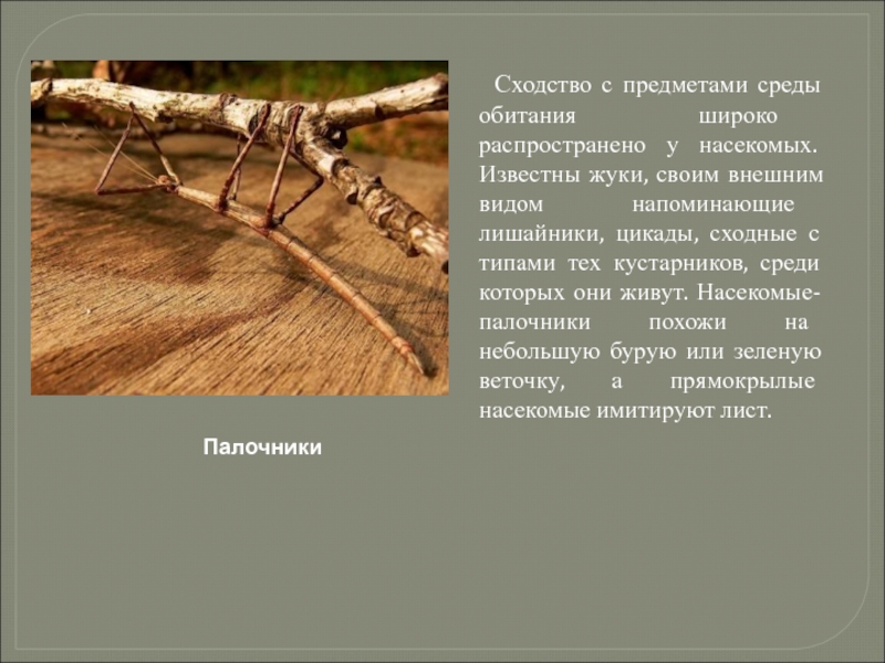 Среда насекомых. Палочник среда обитания. Насекомое палочник среда обитания. Сходство с предметами среды обитания. Приспособление палочника.