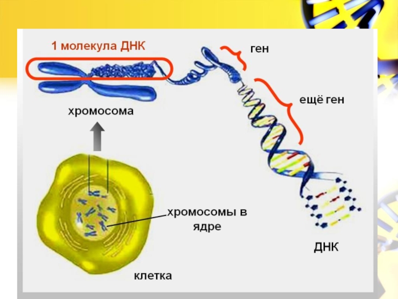 Днк ядра клетки. ДНК В ядре клетки. Ген ДНК хромосома. Хромосомы в ядре клетки. Ядро хромосомы гены.