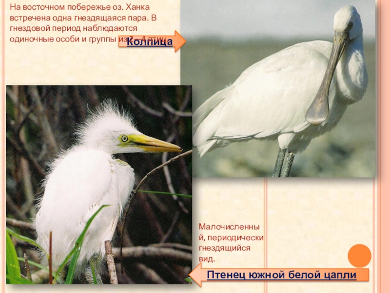 Красная книга приморского края презентация