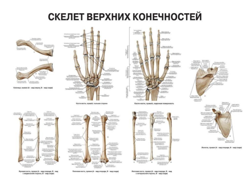 Анатомия кости верхней конечности. Строение костей верхней конечности анатомия. Скелет кости верхней конечности вид спереди. Строение костей свободной верхней конечности. Строение пояса верхних конечностей.