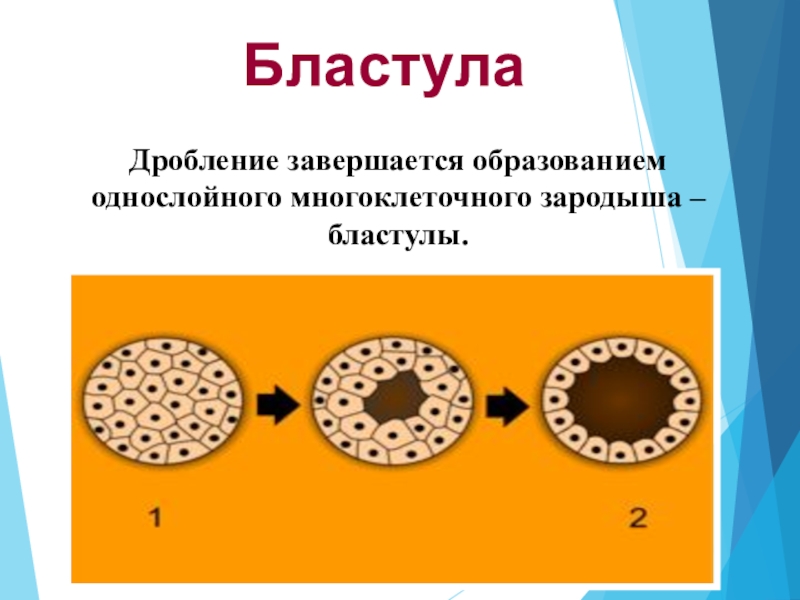 Стадии дробления бластулы. Образование бластулы на стадии дробления. Процесс дробления бластулы. Сиговая бластула что это.