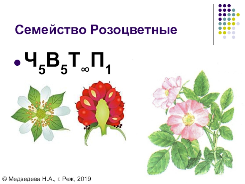 Розоцветные схема цветка