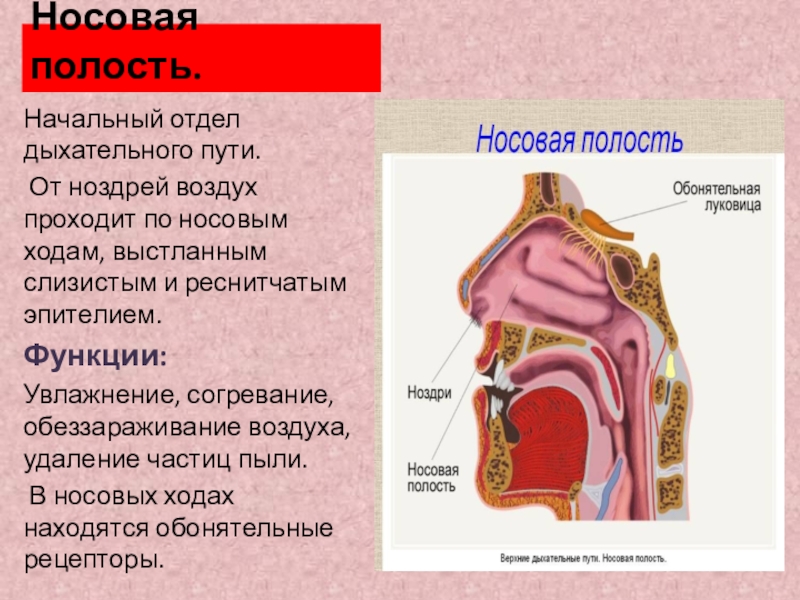 На рисунке изображен реснитчатый эпителий которым выстланы дыхательные пути и носовая полость