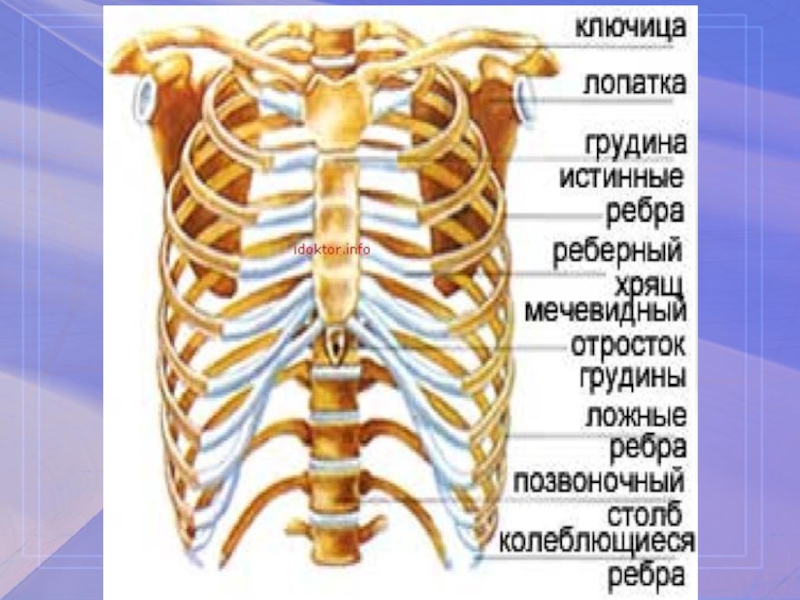 Шишка посередине грудной клетки. Кость между ребер.