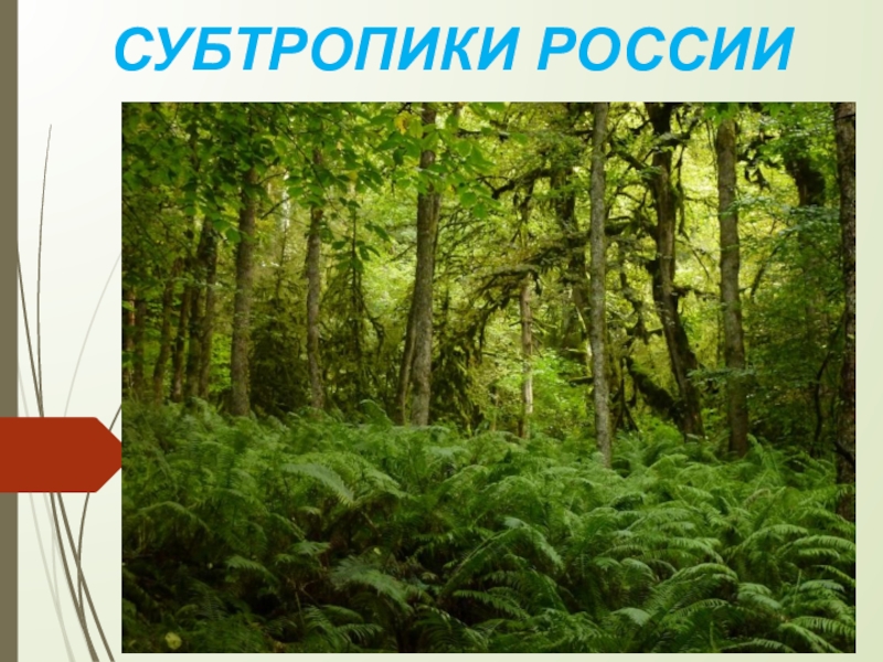 Субтропики окружающий 4. Субтропический лес России растительный мир. Субтропические леса России климат. Субтропические леса природная зона. Климат субтропических лесов в России.